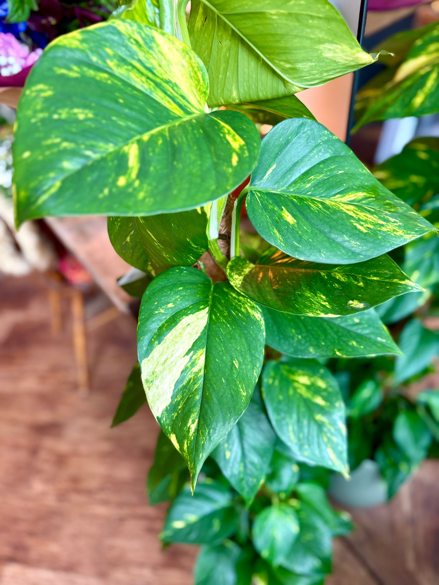 Golden Pothos on Moss Pole - Indoor Plant