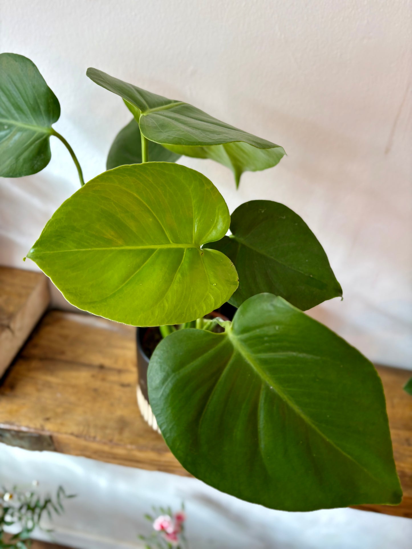 Cheese Plant - Indoor Plant