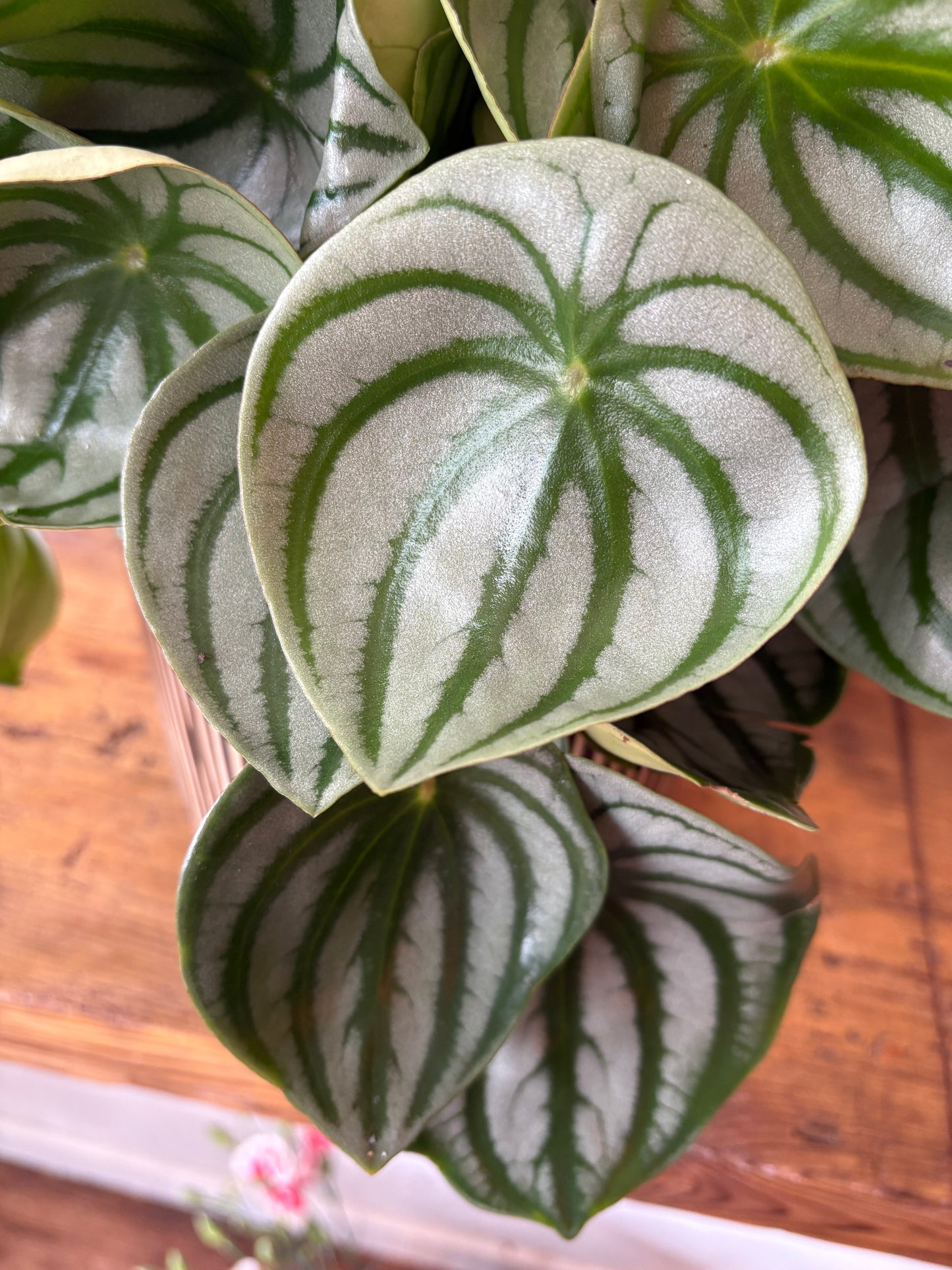 Watermelon Begonia - Indoor Plant