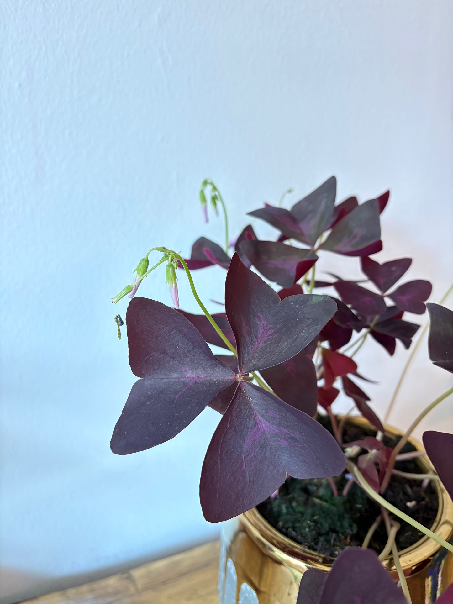 Purple Shamrock - Indoor Plant