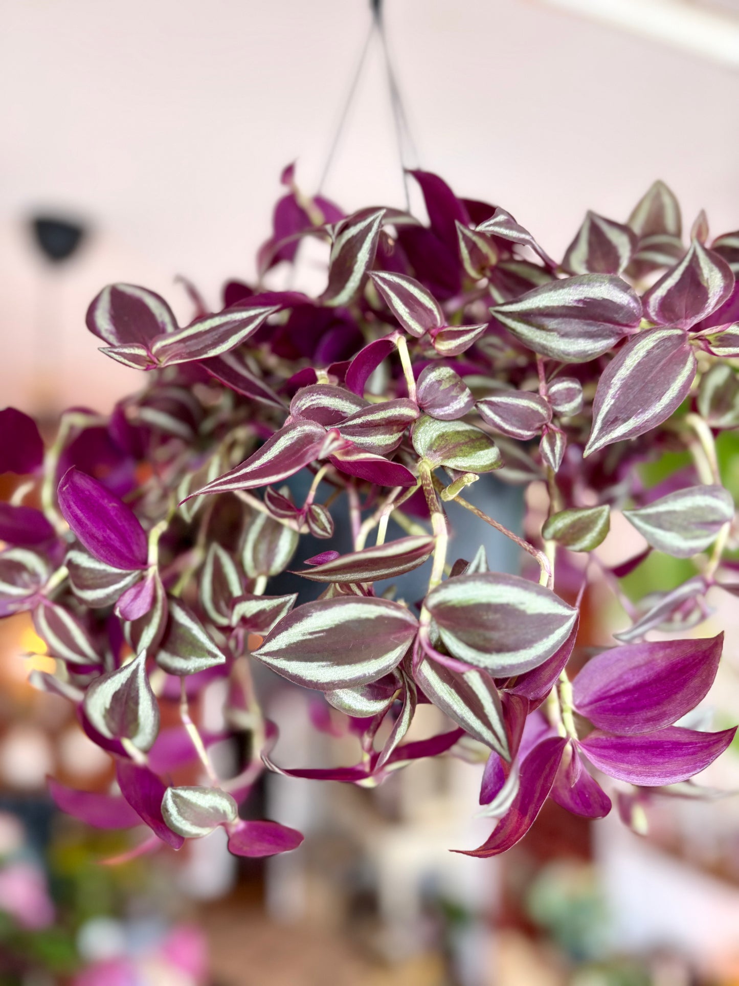 Hanging Wandering Dude - Indoor Plant