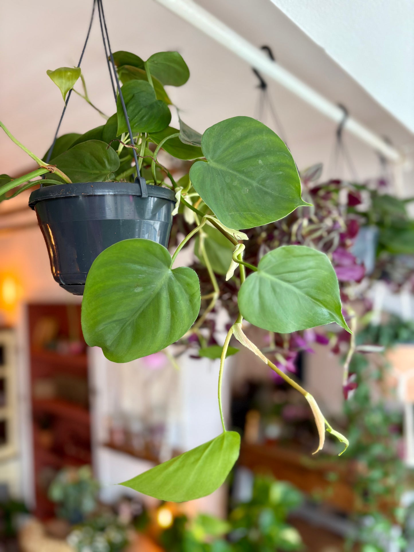 Hanging Heartleaf Philodendron - Indoor Plant