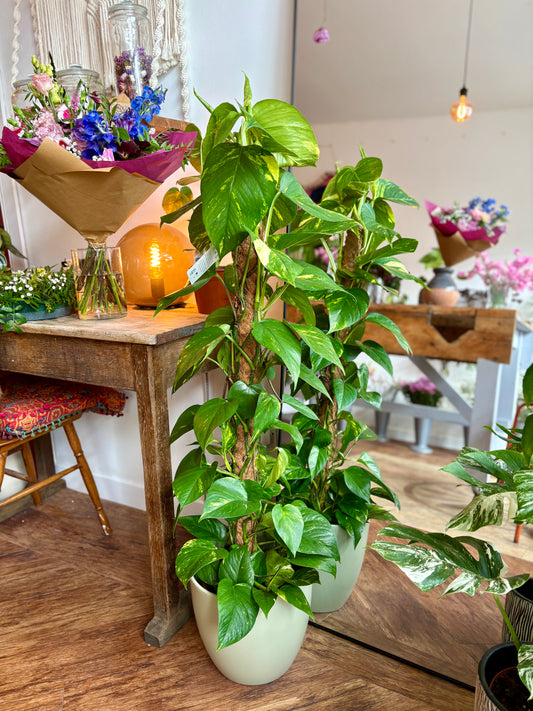Golden Pothos on Moss Pole - Indoor Plant
