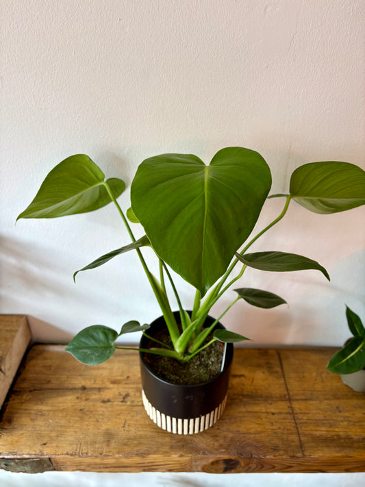 Cheese Plant -  Indoor Plant