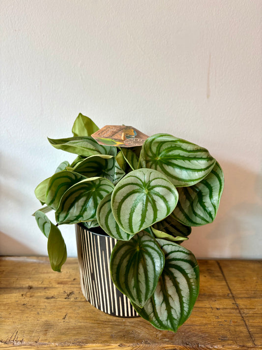 Watermelon Begonia -  Indoor Plant