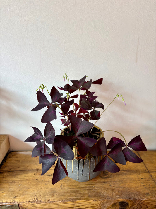 Purple Shamrock - Indoor Plant