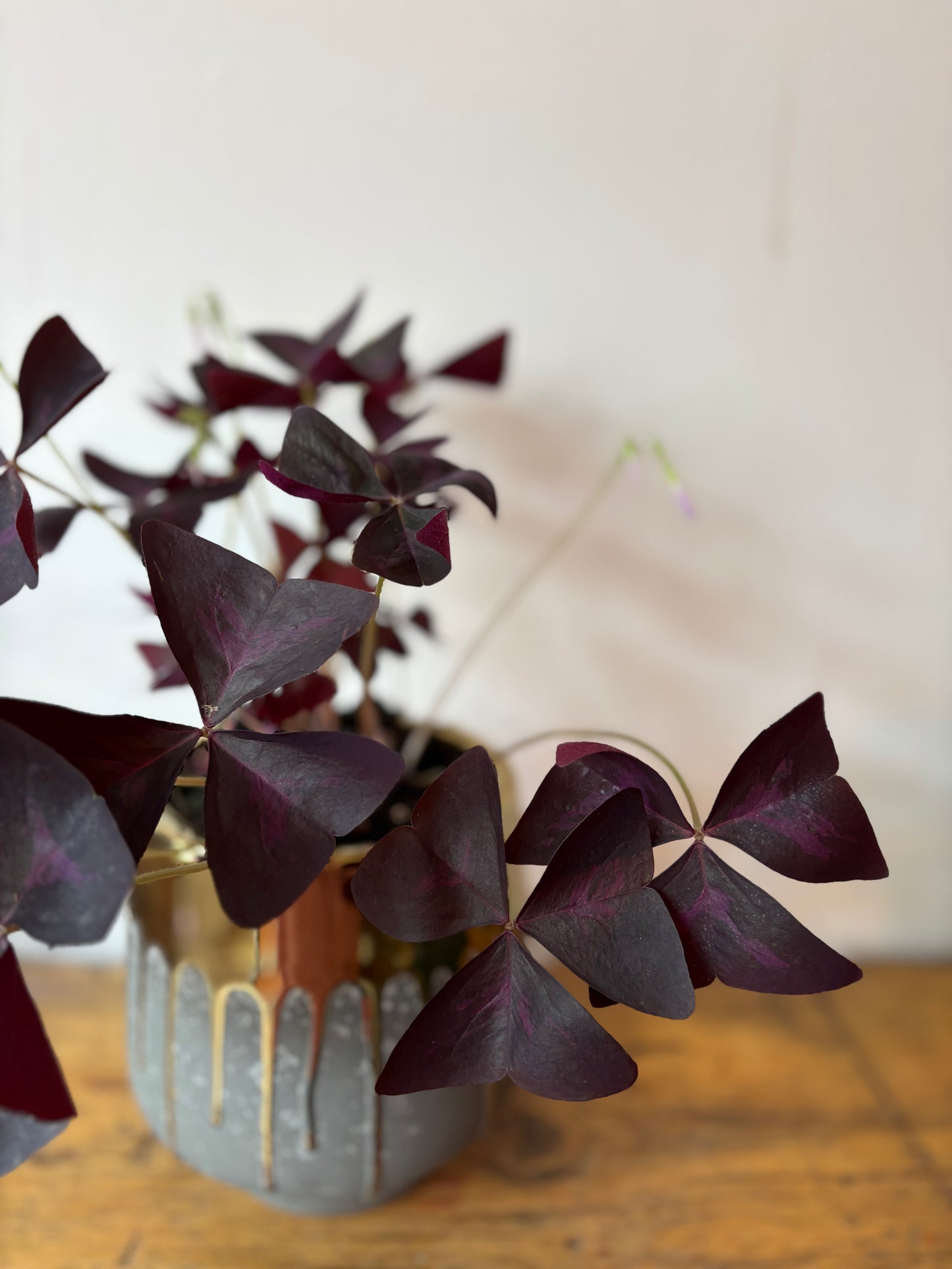 Purple Shamrock - Indoor Plant