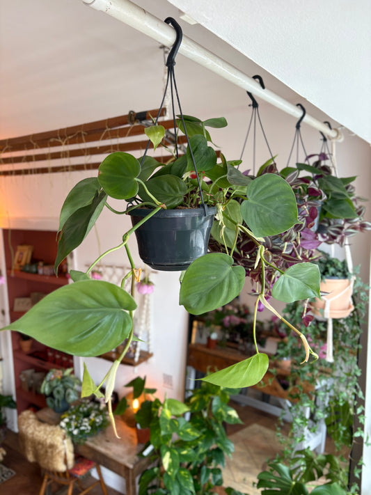 Hanging Heartleaf Philodendron - Indoor Plant