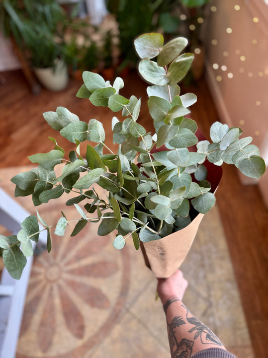 Fresh Eucalyptus Posy